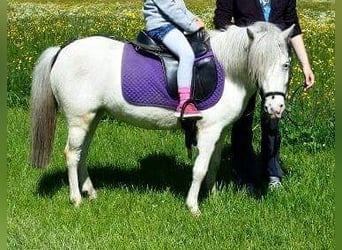 Shetland Ponies, Mare, 14 years, 10 hh, Leopard-Piebald