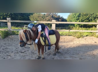 Shetland Ponys, Stute, 14 Jahre, 8,3 hh, Fuchs