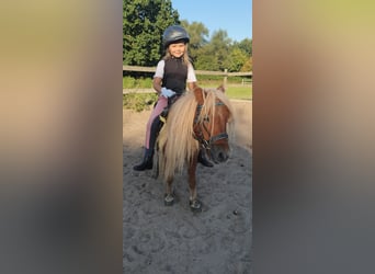 Shetland Ponies, Mare, 14 years, 8,3 hh, Chestnut-Red