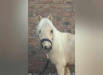 Shetland Ponies, Mare, 14 years, 8.3 hh, Palomino