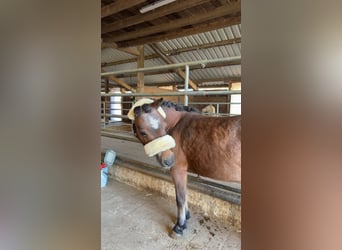 Shetland Ponies, Mare, 14 years, 8,1 hh, Brown