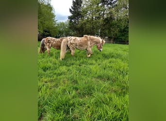 Shetland Ponies, Mare, 14 years, 9.1 hh, Leopard-Piebald