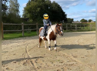 Shetland Ponies, Mare, 14 years, 9,1 hh, Pinto