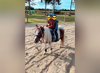 Shetland Ponies, Mare, 14 years, 9,1 hh, Pinto