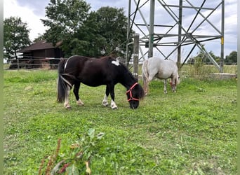 Shetland Ponies, Mare, 14 years, 9 hh, Pinto