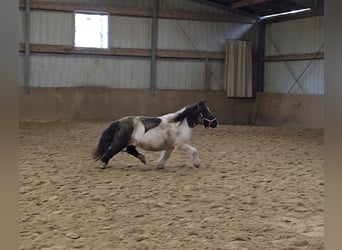 Shetland Ponies, Mare, 15 years, 10,1 hh, Pinto