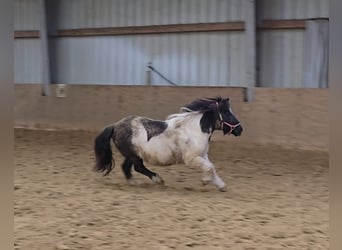 Shetland Ponies, Mare, 15 years, 10,1 hh, Pinto