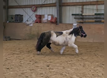 Shetland Ponies, Mare, 15 years, 10,1 hh, Pinto