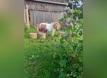 Shetland Ponies, Mare, 15 years, 8.1 hh, Pinto