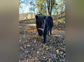 Shetland Ponies Mix, Mare, 15 years, 8,3 hh, Black