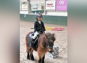 Shetland Ponies, Mare, 15 years, 8,3 hh, Brown