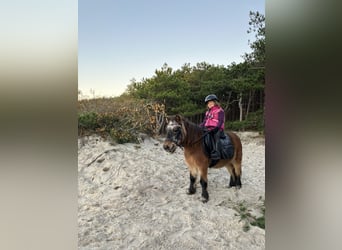 Shetland Ponies, Mare, 15 years, 8,3 hh, Brown