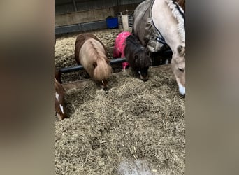 Shetland Ponies, Mare, 15 years, 8,3 hh, Brown