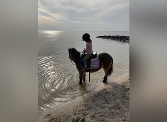 Shetland Ponies, Mare, 15 years, 8,3 hh, Brown