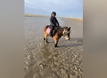 Shetland Ponies, Mare, 15 years, 8,3 hh, Brown