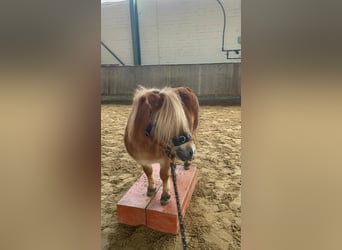 Shetland Ponies, Mare, 15 years, 8.3 hh, Chestnut-Red