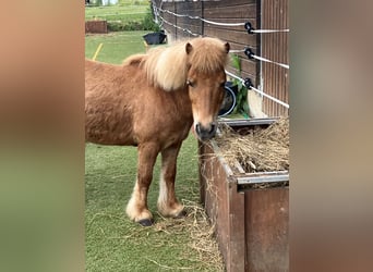 Shetland Ponies, Mare, 15 years, 8,1 hh, Chestnut-Red