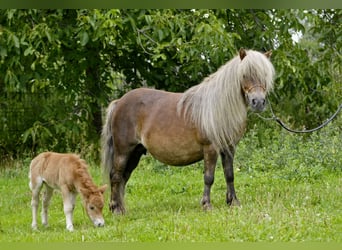 Shetland Ponies, Mare, 15 years, 8,2 hh, Chestnut-Red