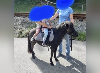 Shetland Ponies, Mare, 15 years, 9,1 hh, Black