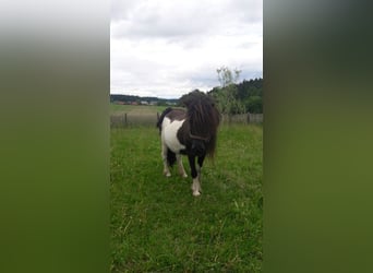 Shetland Ponies Mix, Mare, 15 years, 9.2 hh, Pinto