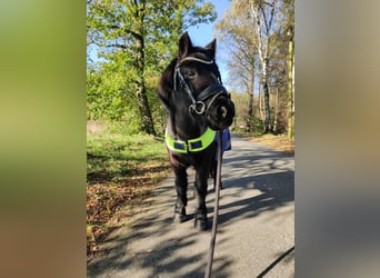 Shetland Ponies, Mare, 15 years, 9,1 hh, Black