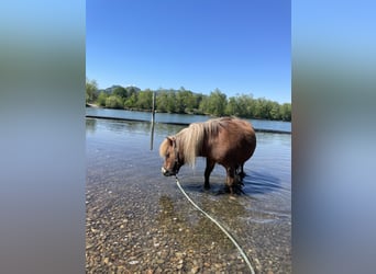 Shetland Ponies, Mare, 15 years, 9,1 hh, Chestnut-Red