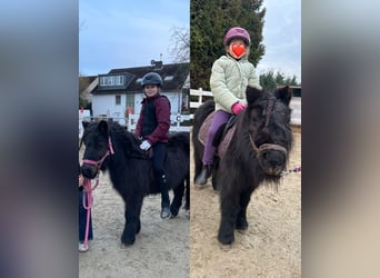 Shetland Ponies, Mare, 15 years, 9,2 hh, Black
