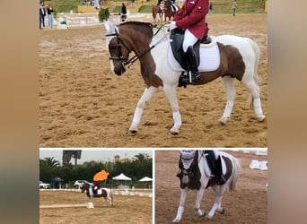 Shetland Ponies, Mare, 16 years, 11,2 hh, Pinto