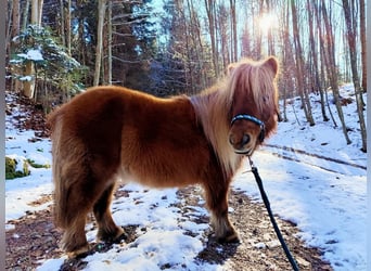Shetland Ponies, Mare, 16 years, 7.3 hh, Chestnut-Red
