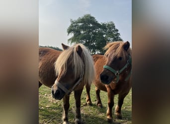 Shetland Ponies, Mare, 16 years, 8,3 hh, Chestnut-Red