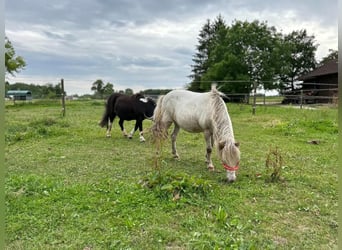 Shetland Ponies, Mare, 16 years, 8.3 hh, Leopard-Piebald