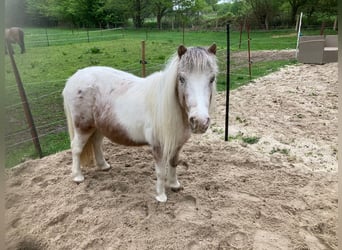 Shetland Ponies, Mare, 16 years, 9.2 hh, Grey-Red-Tan