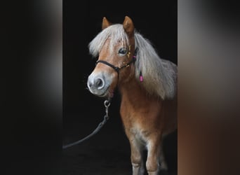 Shetland Ponies, Mare, 16 years