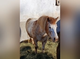 Shetland Ponies Mix, Mare, 17 years, 11 hh