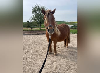 Shetland Ponies Mix, Mare, 17 years, 8.1 hh, Chestnut-Red