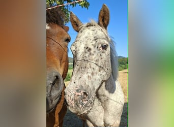 Shetland Ponies, Mare, 17 years, 9.2 hh, Leopard-Piebald
