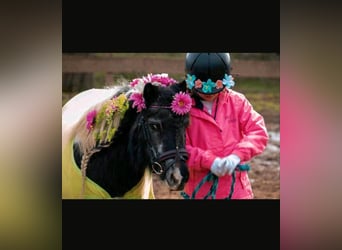 Shetland Ponies, Mare, 17 years, 9,2 hh, Pinto