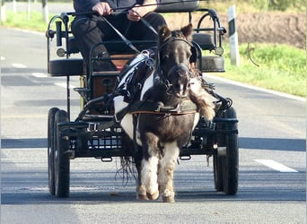 Shetland Ponys, Stute, 17 Jahre, 9 hh, Schecke