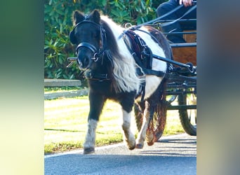 Shetland Ponys, Stute, 17 Jahre, 9 hh, Schecke