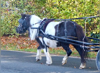 Shetland Ponys, Stute, 17 Jahre, 9 hh, Schecke