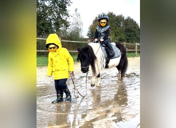 Shetland Ponys, Stute, 17 Jahre, 9 hh, Schecke