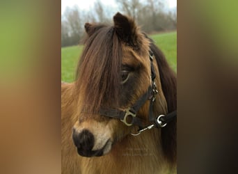 Shetland Ponies, Mare, 17 years