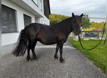 Shetland Ponies, Mare, 18 years, 10,2 hh, Black