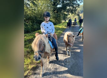 Shetland Ponies, Mare, 18 years, 9.2 hh, Chestnut-Red