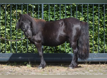 Shetland Ponies, Mare, 18 years, 9.3 hh, Black