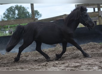 Shetland Ponies, Mare, 18 years, 9.3 hh, Black