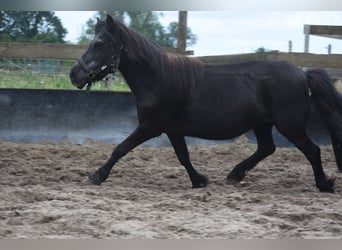 Shetland Ponies, Mare, 18 years, 9.3 hh, Black