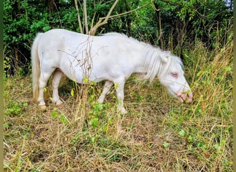 Shetland Ponies, Mare, 18 years, Cremello
