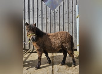 Shetland Ponies, Mare, 1 year, 10.2 hh, Black