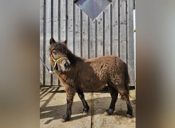 Shetland Ponies, Mare, 1 year, 10.2 hh, Black